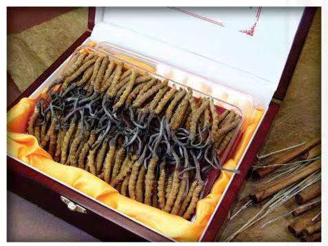 潜江经济开发区冬虫夏草回收